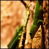 phelsuma. day gecko. madagascar.jpg